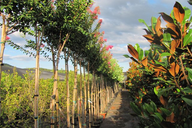 Carosello 2 alberi fiori magnolia lagerstoemia